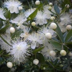 Armelle Drochon, Praticien de Médecine Alternative à Nueil-les-Aubiers