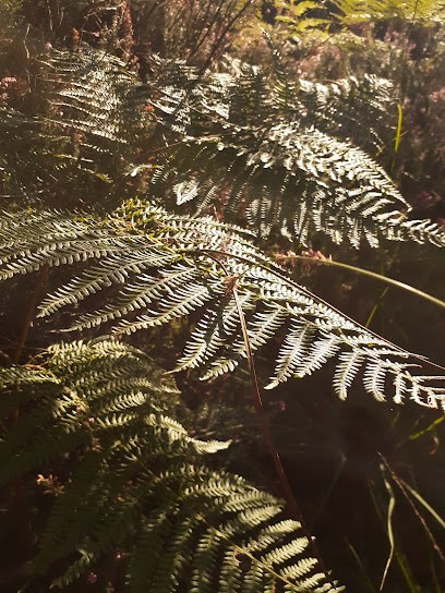 Delphine Carlet Magnetiseur Energeticienne Réflexologue, Praticien de Médecine Alternative à Saint-Caprais-de-Bordeaux