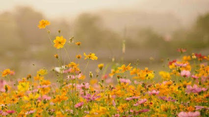 Corinne Langloys - Sophrologue, Praticien de Médecine Alternative à Selongey