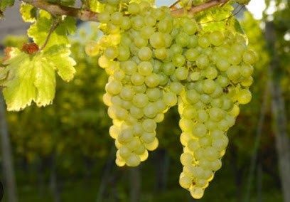 Alexandra, Guérisseuse Et Magnétiseuse, Praticien de Médecine Alternative à Rochefort-sur-Loire