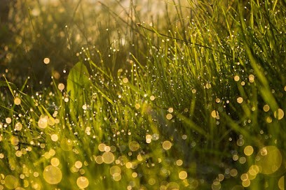 Laetitia SANCHEZ - Kinésiologue Et Formatrice, Praticien de Médecine Alternative à Pantin