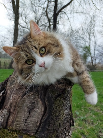 Soins de Caroline, Praticien de Médecine Alternative à Sermoyer