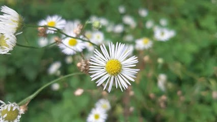 Chloé Aniorte, Praticien de Médecine Alternative à Chémery