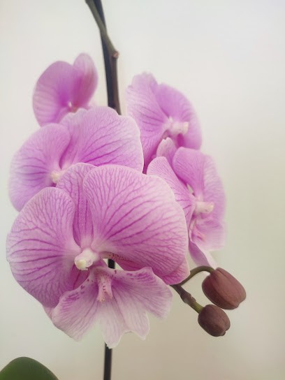 Val Sophro & Coach - Sophrologue, Praticien de Médecine Alternative à Seillons-Source-d'Argens