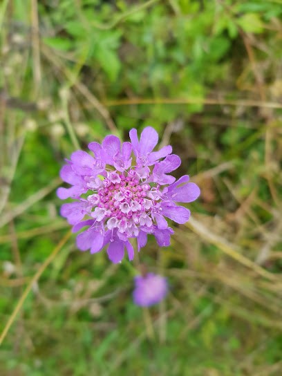 Fradet Virginie, Praticien de Médecine Alternative à Besançon