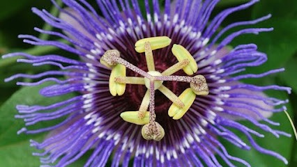 Cabinet Artémise, Hypnothérapeute à Rouvres-en-Plaine