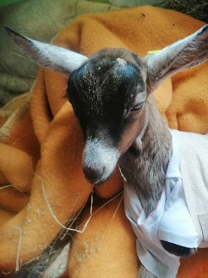 Magnétiseur Indre et Loire courtois corinne, Praticien de Médecine Alternative à Loché-sur-Indrois