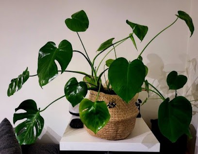 CAB Thérapie, Praticien de Médecine Alternative à Saint-Ouen