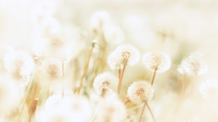 Graine Des Sens, Réflexologue à Bonneville