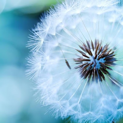 VANDENDRIESSCHE Valérie, Hypnothérapeute à Saint-Amand-Montrond