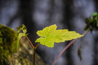 Luce Heude Hypnose PNL - Hypnothérapeute à Bordeaux, Hypnothérapeute à Bègles