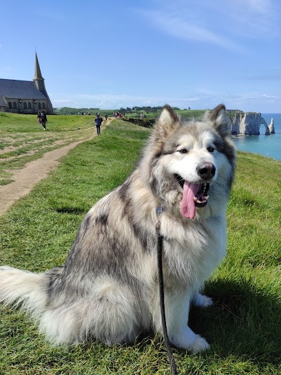 ByNaturopattes - Naturopathe Animalier Dans Le 78, 91 Et 28 Ou à Distance En Visio, Praticien de Médecine Alternative à Saint-Arnoult-en-Yvelines