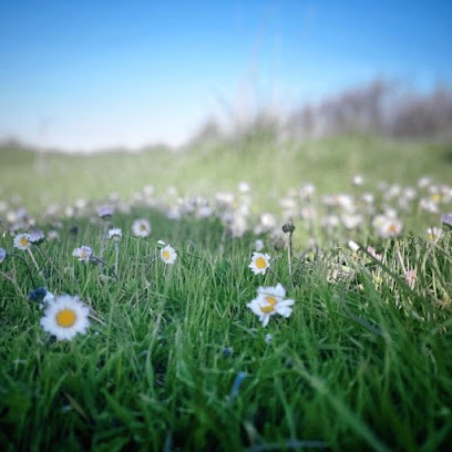 Hypnothérapeute Agen Hypnose Lot Et Garonne Ericksonienne Perte De Poids Et Anti Stress, Hypnothérapeute à Aiguillon