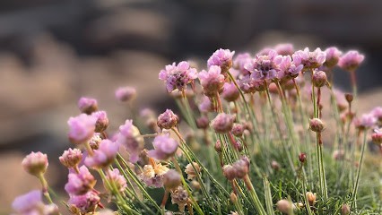 La Chouette Obsidienne, Praticien de Médecine Alternative à Ploumilliau