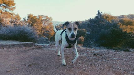 Naturopathe Animalier Phoebe Quertier, Praticien de Médecine Alternative à Venelles