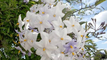 VITAO FRASÈS GUÉMON Christelle, Praticien de Médecine Alternative à Bessenay