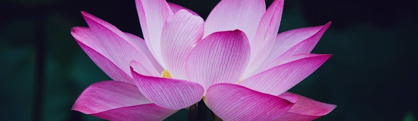 Sandrine BERNARD (MAHYCEA), Hypnothérapeute à Pibrac