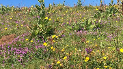 Edwige Flament Naturopathe Iridologue Praticienne Maître Reiki, Praticien de Médecine Alternative à Romans-sur-Isère