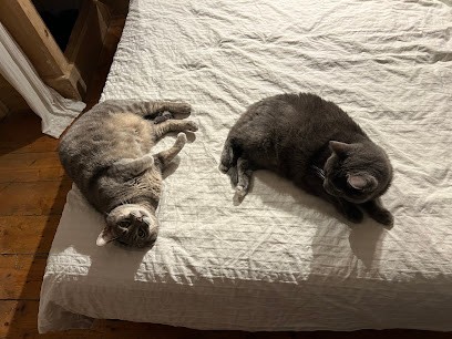 Communication Animale & Soins Energétiques - Chloé Jacquemin - Drôme, Praticien de Médecine Alternative à Livron-sur-Drôme