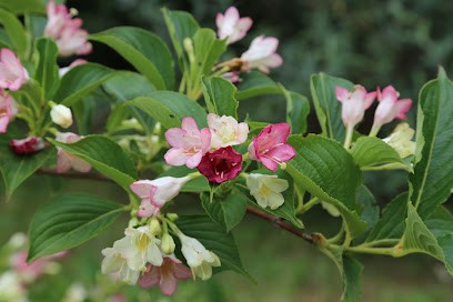 Christine ALLIOT Naturopathe EI, Praticien de Médecine Alternative à Collonges-au-Mont-d'Or