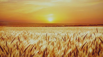 La Semeuse de Bien-Etre 56, Praticien de Médecine Alternative à Auray