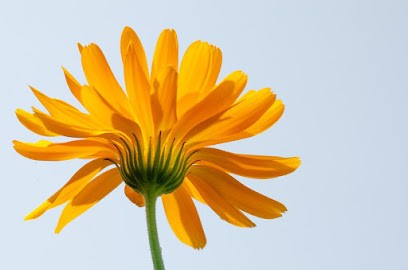 Cathy Brinchaux Naturopathe Sablé-sur-Sarthe 72 Courtillers, Praticien de Médecine Alternative à Courtillers