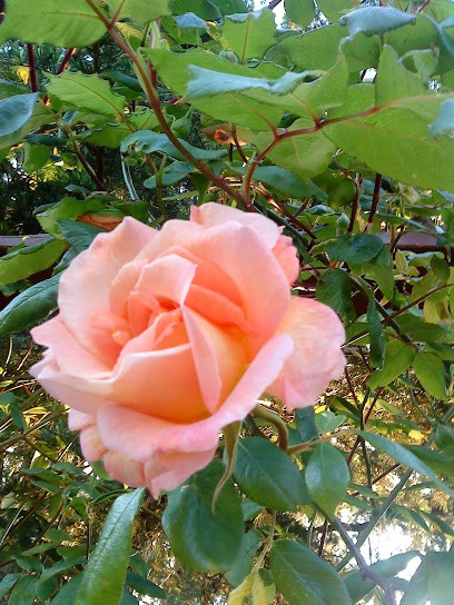 Claire GUYOMARD Naturopathe, Praticien de Médecine Alternative à La Chapelle-des-Fougeretz
