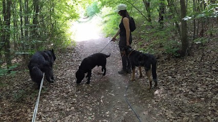 Pattes & Pat - Educateur Canin Beauvais - Comportementaliste Chien Et Chat - Praticienne Reiki, Praticien de Médecine Alternative à Hermes