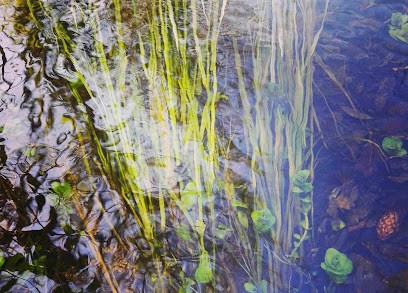 Anne Koch - Soin énergétique - Danse intuitive - Cercle de femmes, Praticien de Médecine Alternative à Elven