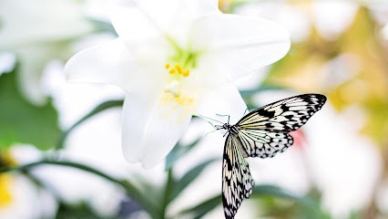 George Valérie, Praticien de Médecine Alternative à Roubaix