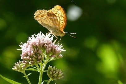 Naturopathe - Gervaise Anziani, Praticien de Médecine Alternative à Eurre