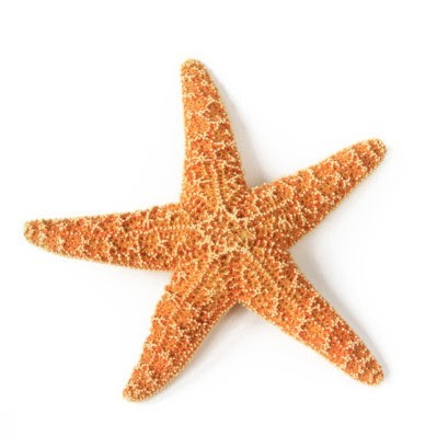 Karine Corre Naturopathe Massage Détox La Rochelle, Praticien de Médecine Alternative à Nieul-sur-Mer