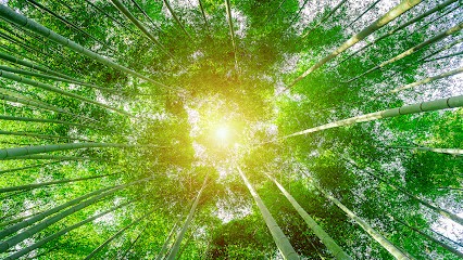 Académie Européen Des Médecines Naturelles - AEMN - Saint-Étienne, Praticien de Médecine Alternative à Saint-Étienne