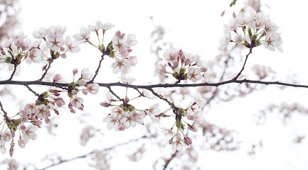 Stéphanie BERTRAND, Hypnothérapeute au Poiré-sur-Vie