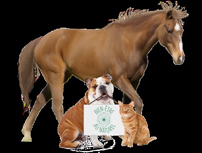 AnimOpathe - Naturopathe Pour Animaux - Bien-être Animal - Limonest - Les Monts D'Or - Lyon - Rhône, Praticien de Médecine Alternative à Limonest