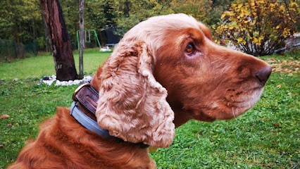 Anim'essence- naturopathe animalier en Indre et Loire- Tours et ses environs (37, 41), Praticien de Médecine Alternative à Francueil