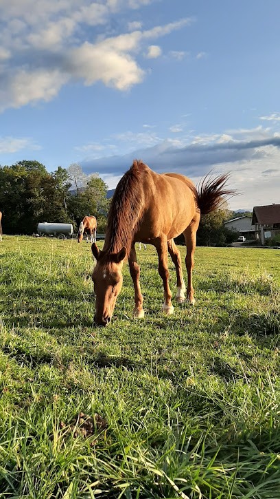 Amely AnimalSpirit | Communication Animale | Naturopathie Animale, Praticien de Médecine Alternative à Bloye