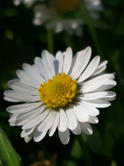 HÉLÈNE CATTANEO NATUROPATHE BIO-ENERGIE THERAPIE PSYCHO-EMOTIONNELLE, Praticien de Médecine Alternative à Marseille 12