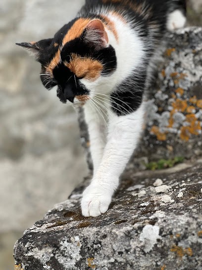 AG Naturopathe Et Iridologue Animalier, Praticien de Médecine Alternative à Nouvron-Vingré