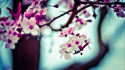 Hypnothérapeute Dijon - Anne-Cécile BENOIT, Hypnothérapeute à Longvic