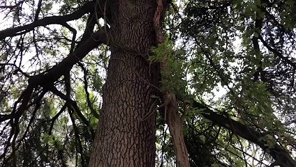 Anne Nguyen Ayurveda, Praticien de Médecine Alternative à Paris 03
