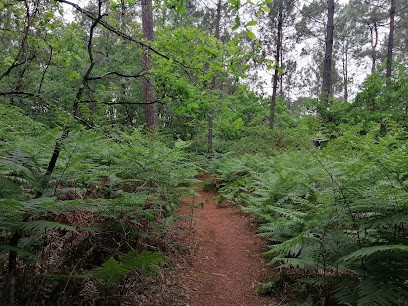 La Sylvothérapie Prévention Santé Bien-être Le Taillan-Médoc, Praticien de Médecine Alternative à Eysines