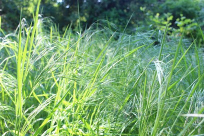Sophie Roy - Réflexologie Plantaire - Praticienne Feldenkrais - Hypnose Ericksonienne, Réflexologue à Athis-Mons