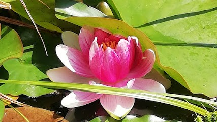 Christine Pelletan, Praticien de Médecine Alternative à Boissy-Saint-Léger