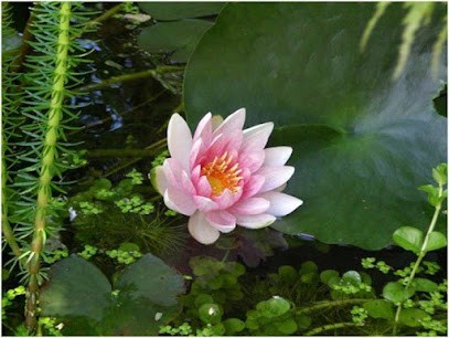 Thommeret Isabelle, Praticien de Médecine Alternative à Montigny-le-Bretonneux