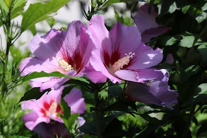 Rouyer Rabec Kathia, Réflexologue aux Pavillons-sous-Bois